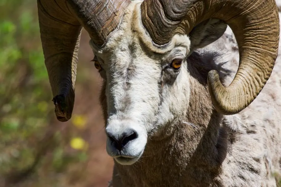 Bighorn sheep close-up portrait