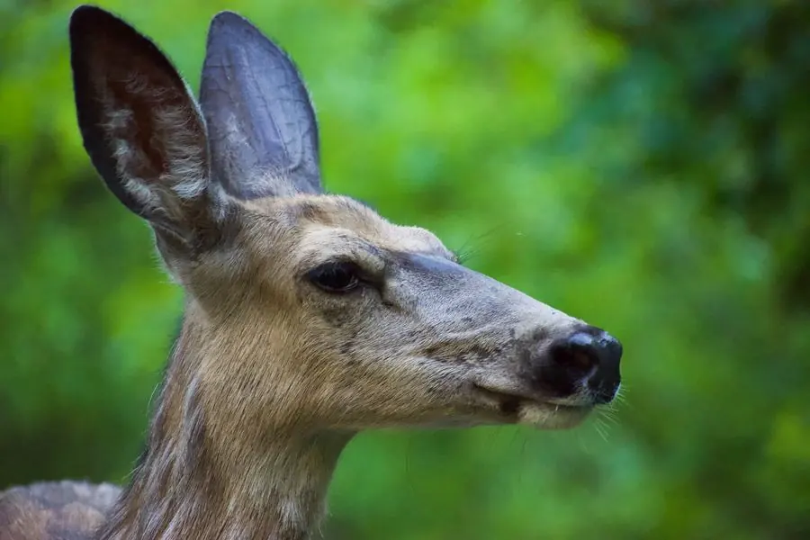 Mule deer in profile