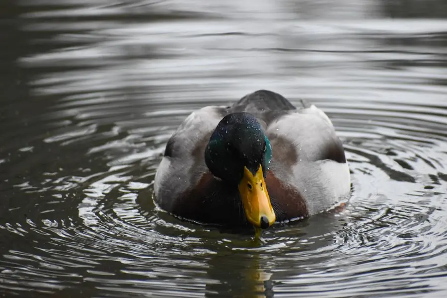Male mallard duck swimming