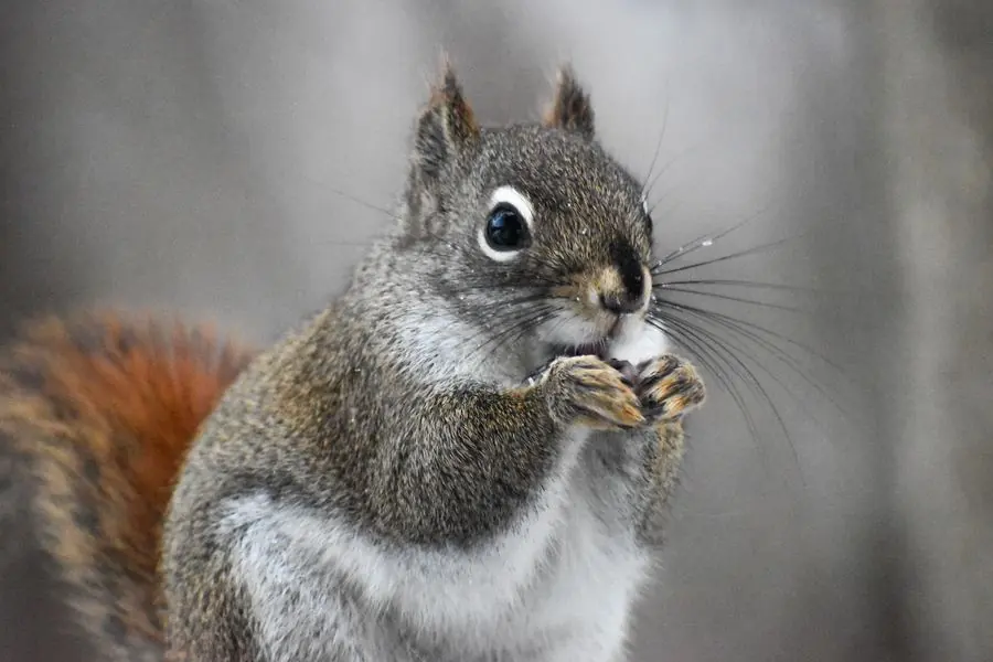 Red squirrel eating a seed