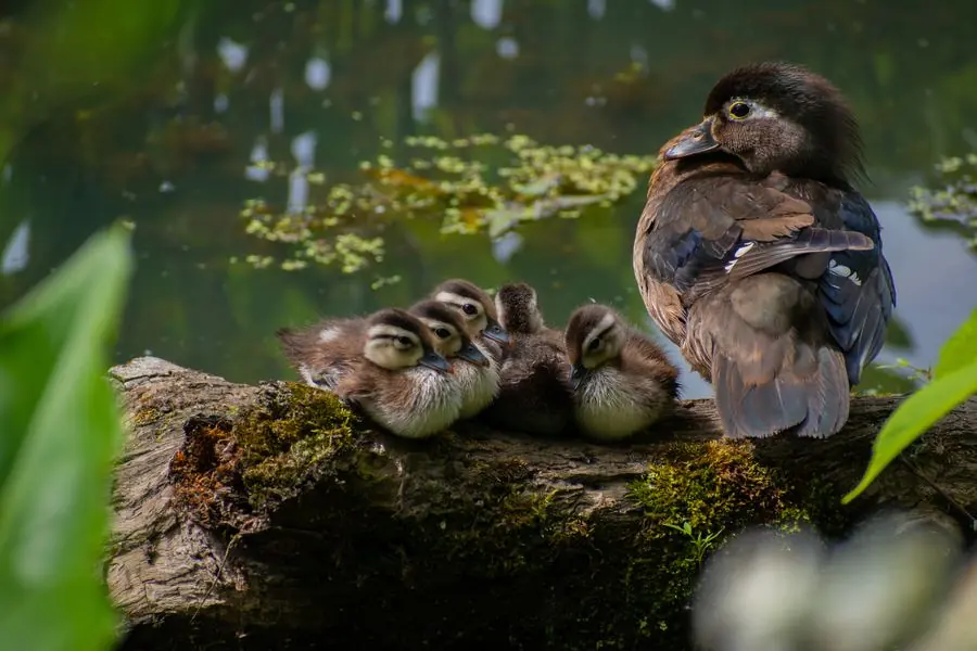 Wood duck with her ducklings on a log