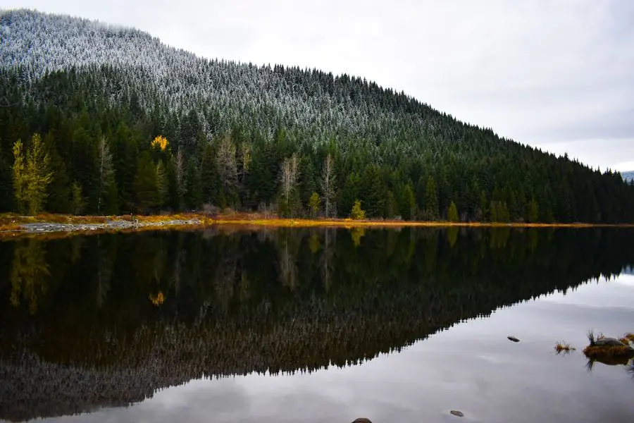 Snow-dusted forest reflected in Trillium Lake
