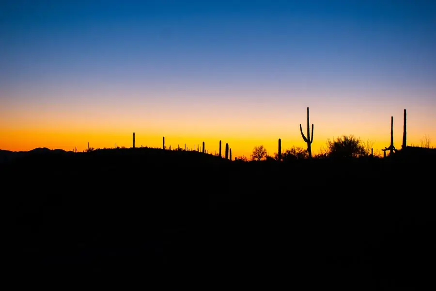 Saguaro cacti silhouetted against a desert sunset