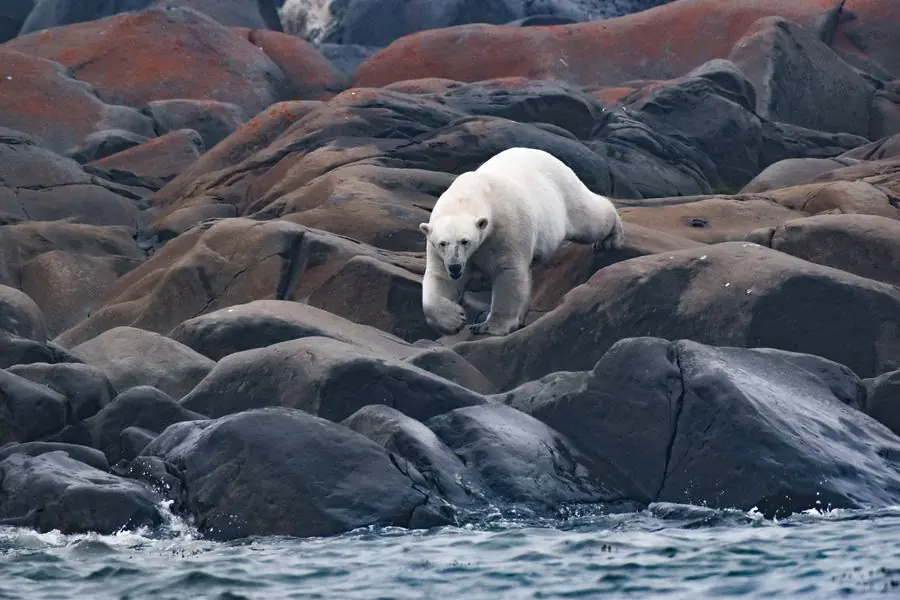 Polar bear walking across coastal rocks