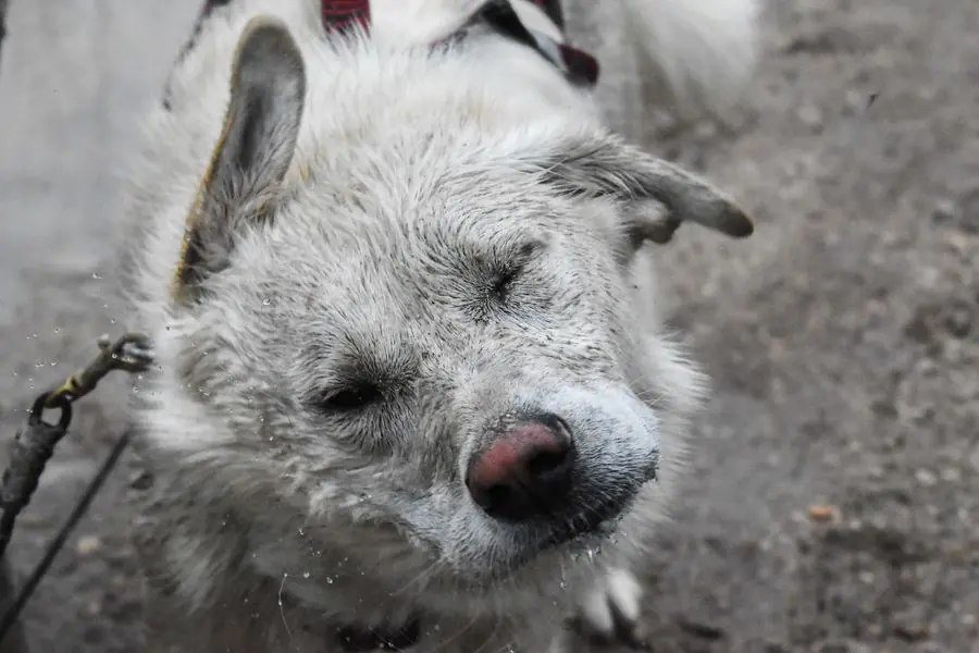 Wet sled dog resting on a leash