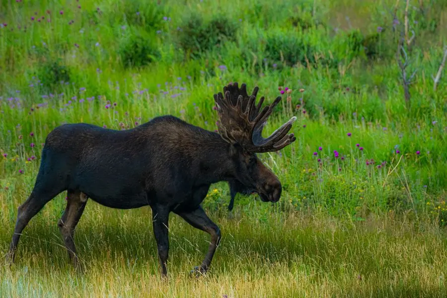 Bull moose walking through a wildflower meadow