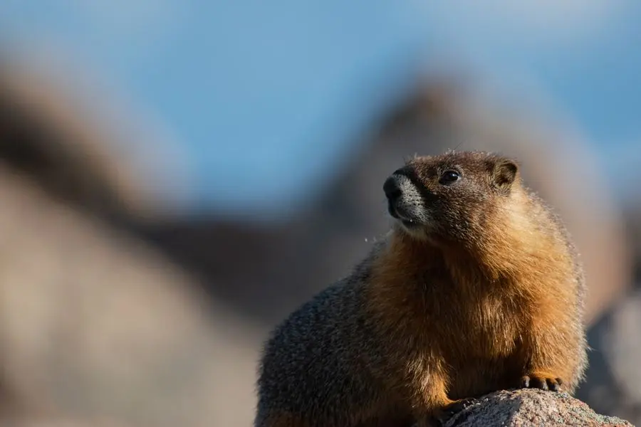 Yellow-bellied marmot, Rocky Mountain National Park