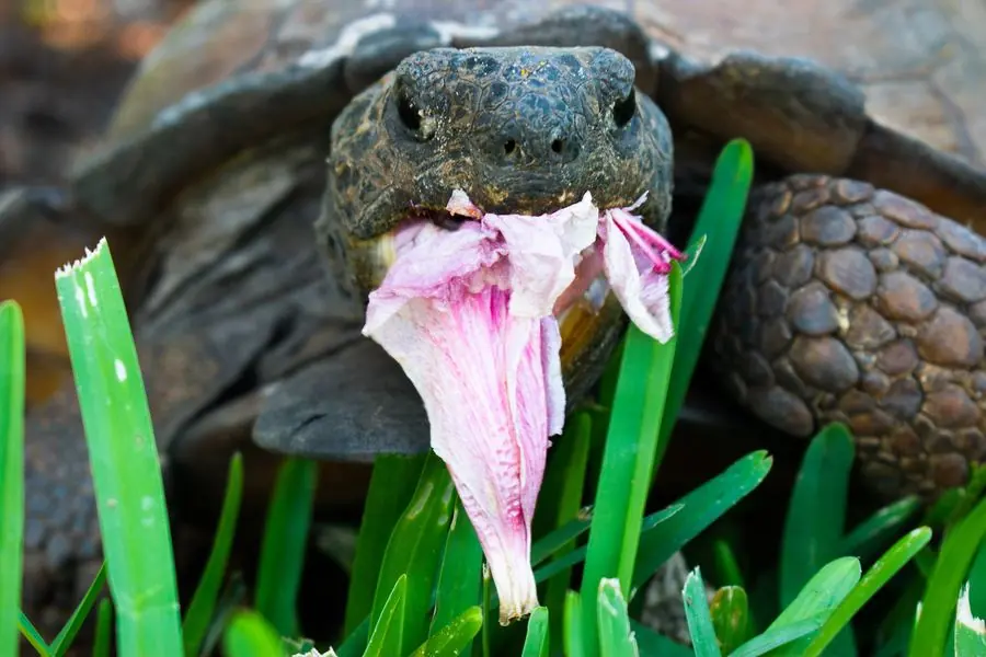 Tortoise eating a pink flower