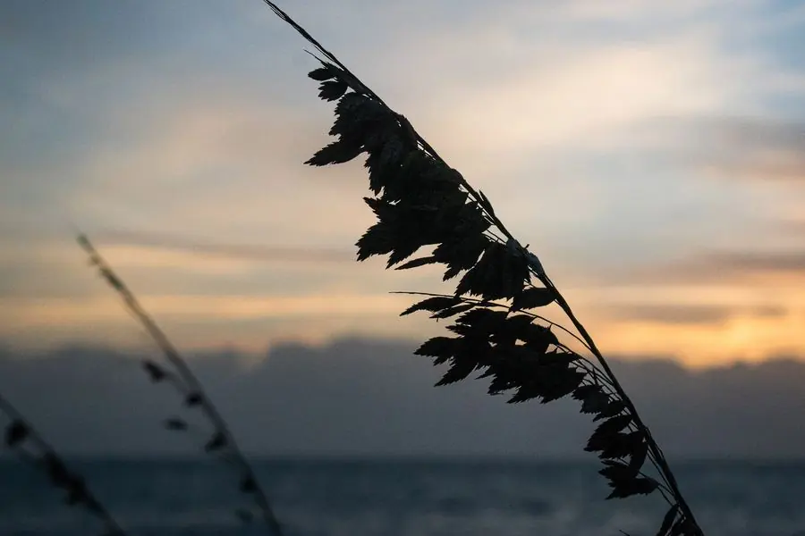 Silhouetted grass against an ocean sunset