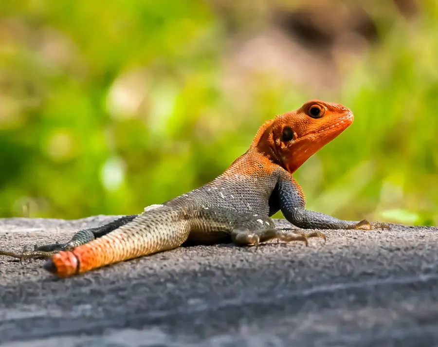 Red-headed agama lizard on a rock