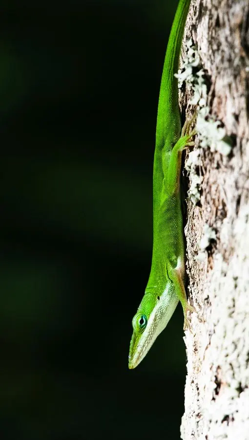 Green anole lizard on a tree trunk