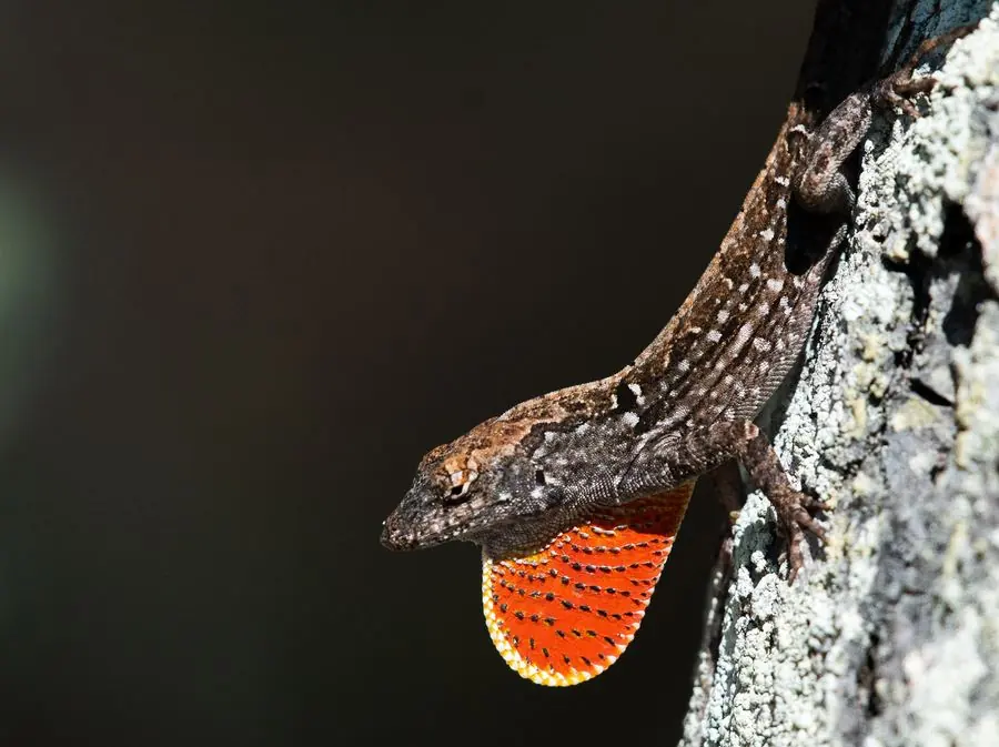 Brown anole lizard displaying an orange dewlap
