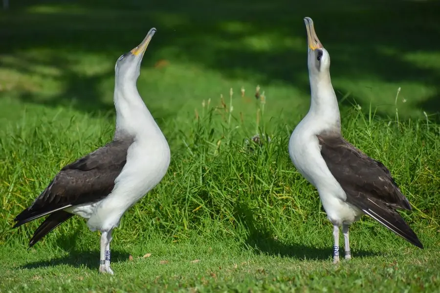 Two masked boobies calling to each other