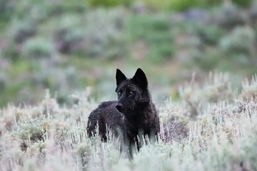 Black wolf standing in sage brush