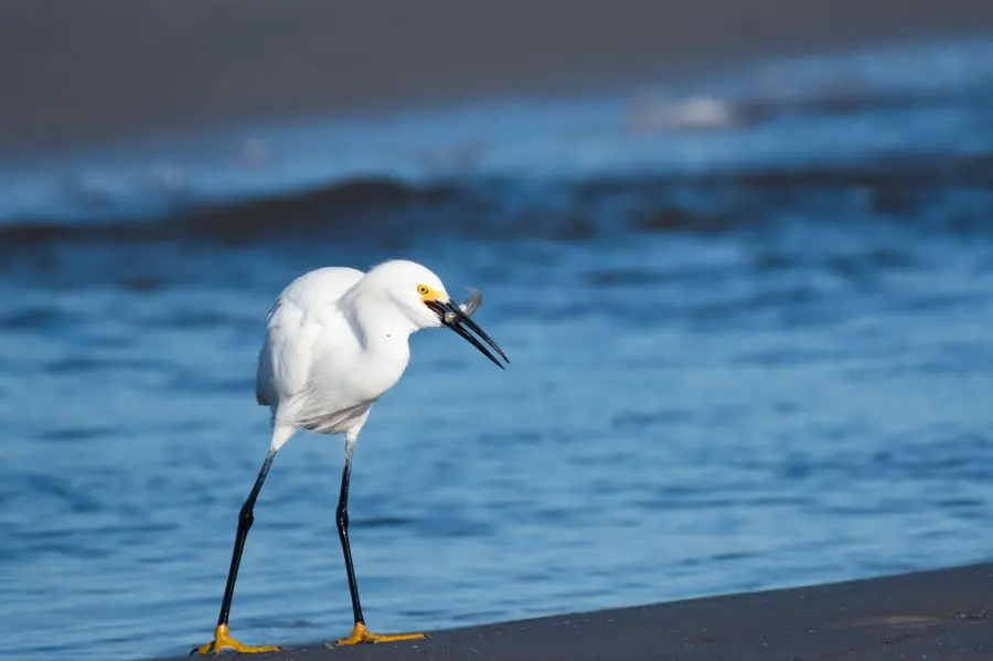 Snowy egret walking the shoreline with a catch