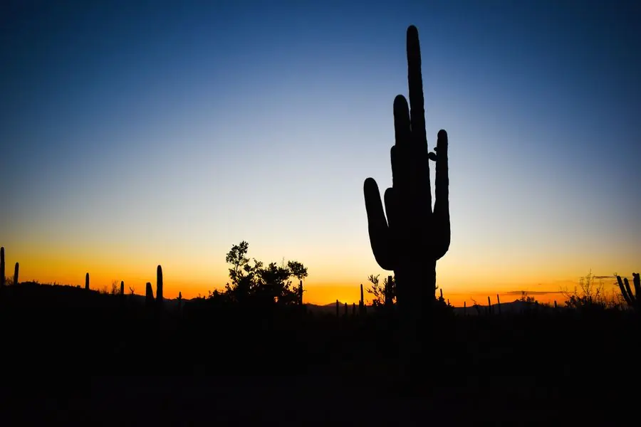 Saguaro cactus silhouetted against a desert sunset