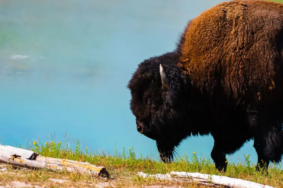 American bison grazing beside a hot spring