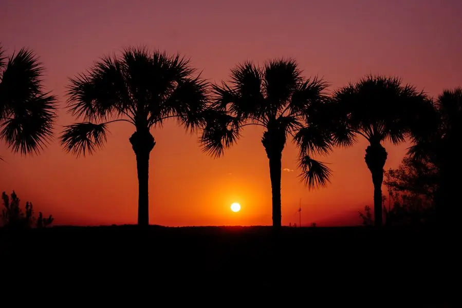 Palm trees silhouetted against an orange sunset