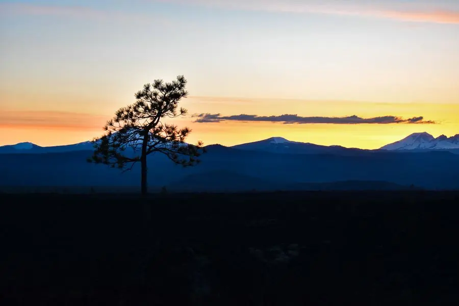 Solitary pine tree silhouetted against a mountain sunset