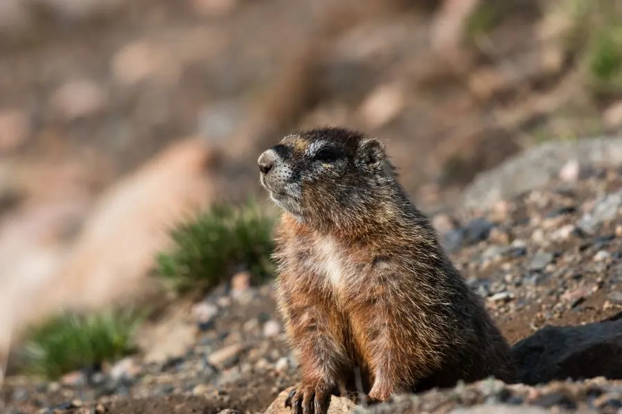 Yellow-bellied marmot perched on rocks