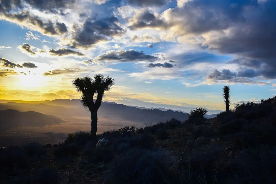 Joshua tree silhouetted against a cloudy sunset
