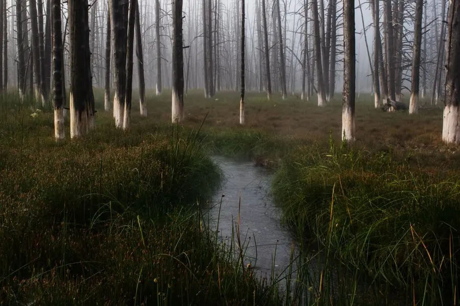 Creek winding through a foggy burned forest