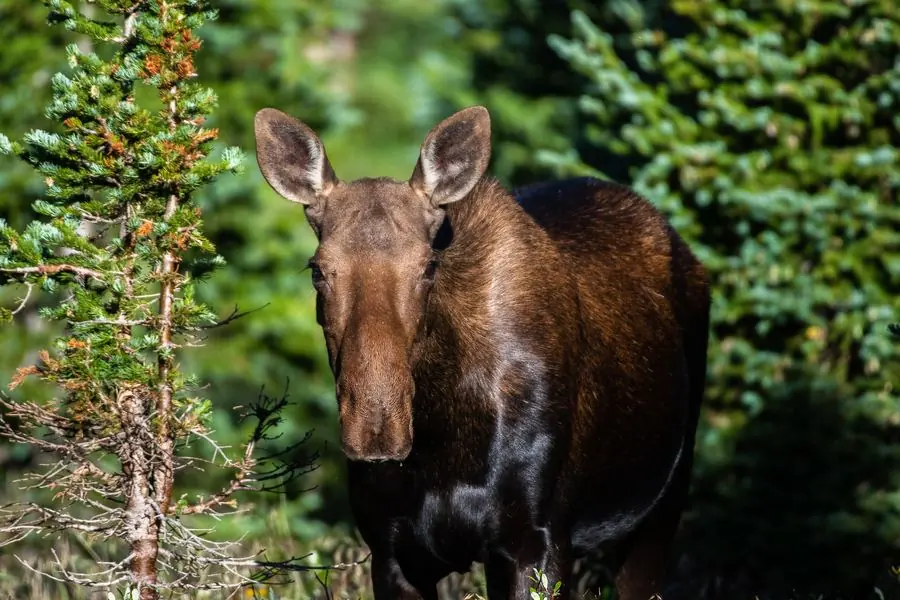Moose calf peeking out from behind a pine tree