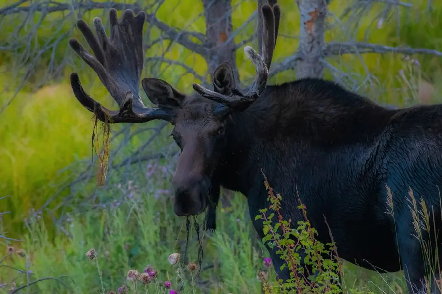 Bull moose with velvet antlers grazing at dusk