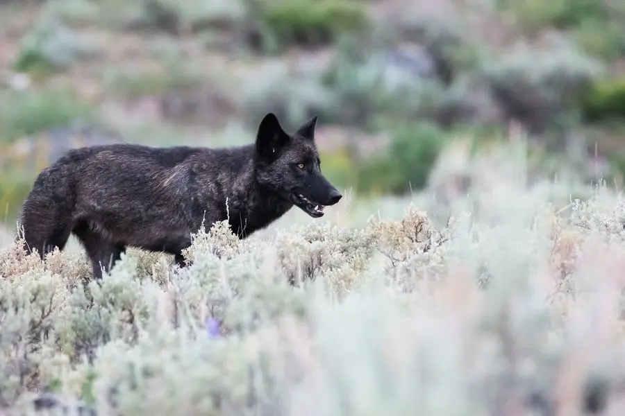 Black wolf moving through sagebrush