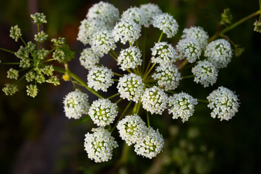 Close-up of Queen Anne's lace flower clusters