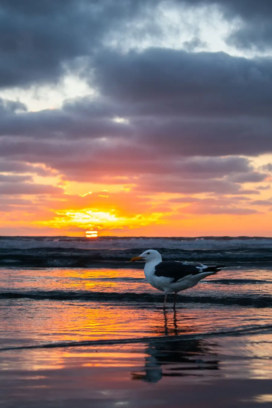 Seagull standing in the surf at sunset