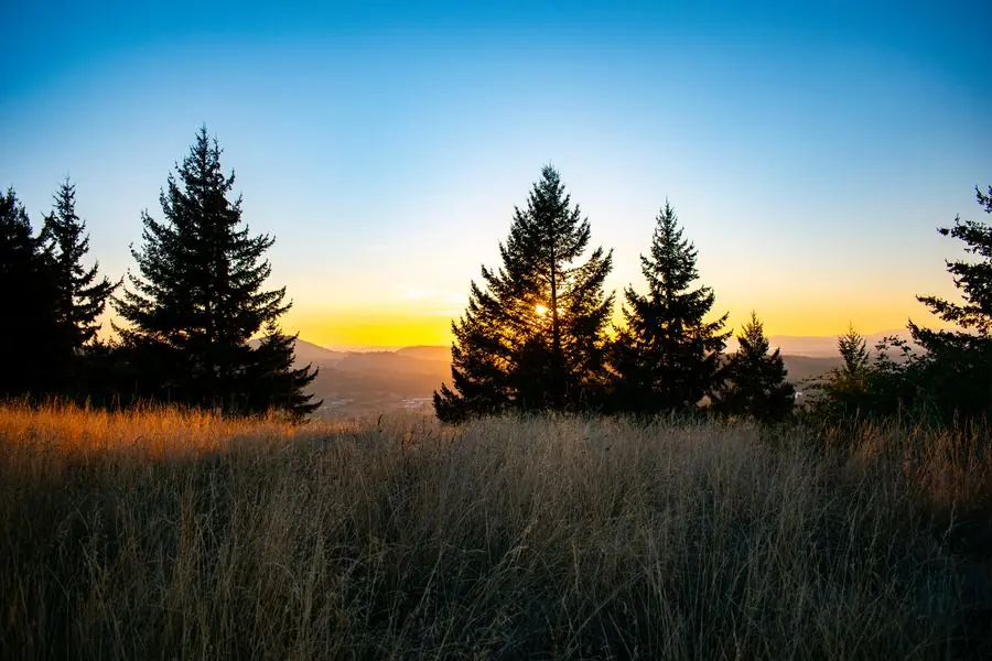 Sunset through pine trees over a golden field